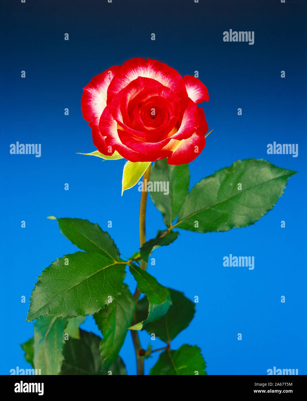 Still life. Flor de corte. Estudio cerca de la única variedad rojo y blanco Rose Bloom. Foto de stock