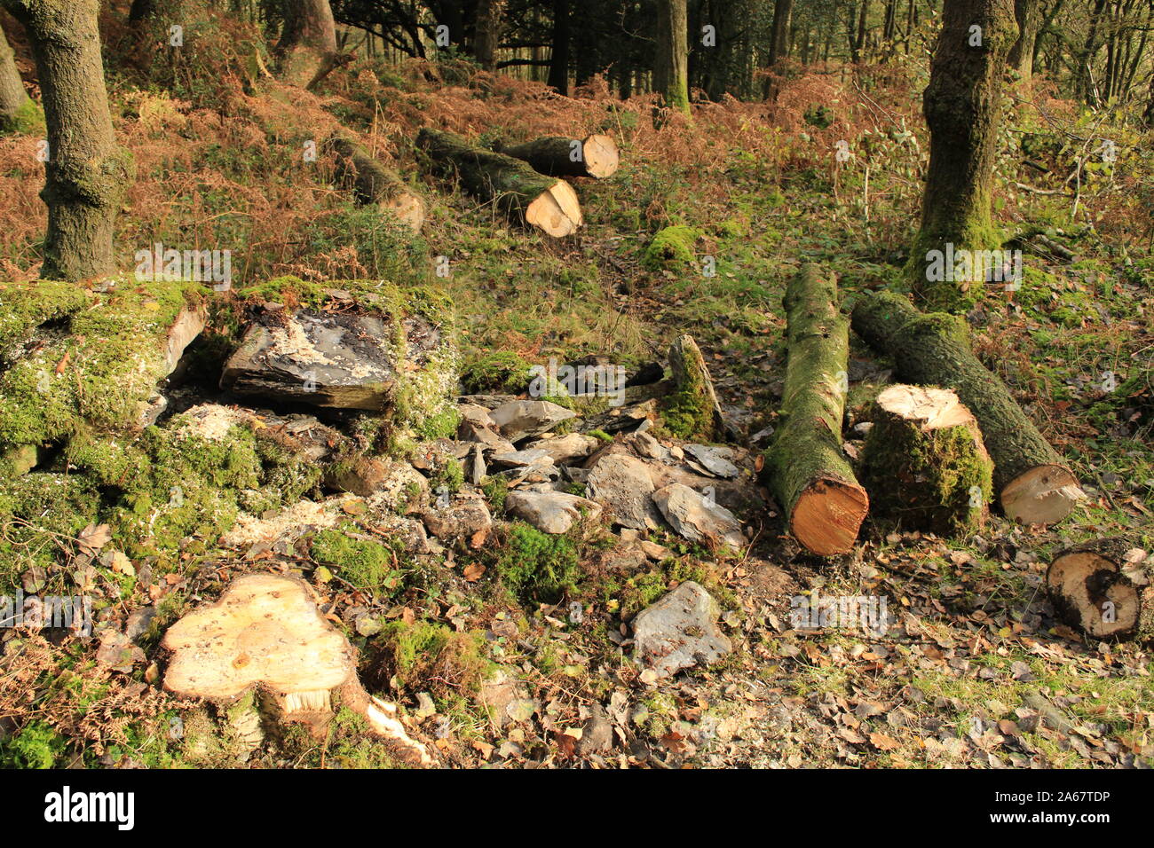 UK Finsthwaite, Presa Alta, Lake District inglés cerca de Newby Bridge