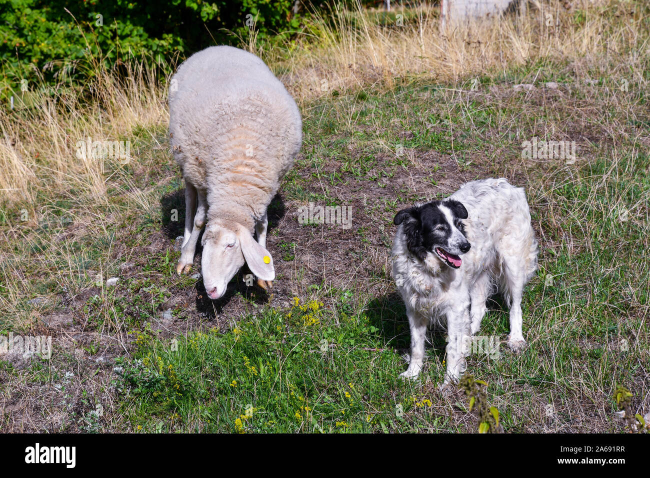 Un perro pastor encargado de custodiar un pastoreo de ovejas en los pastos de montaña de los Alpes italianos en un día soleado de verano, Chianale, Valle Varaita, Piamonte, Italia Foto de stock