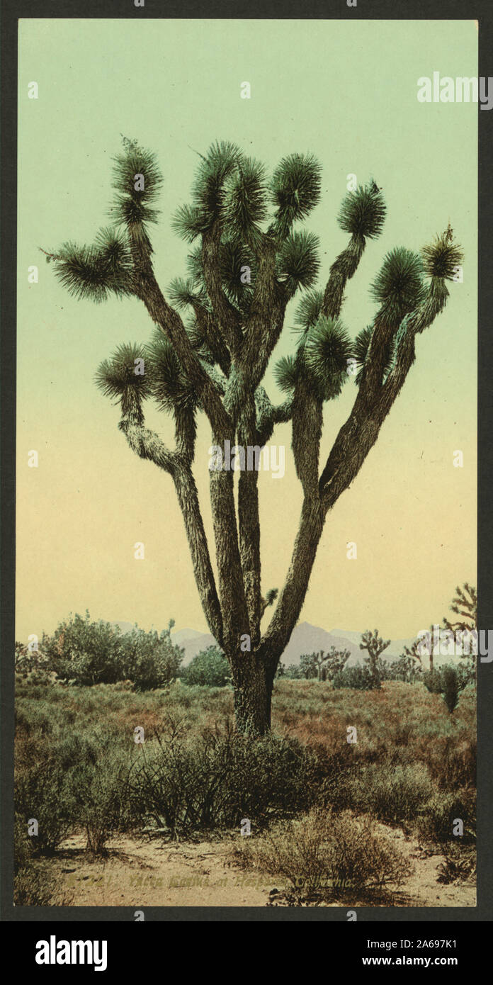 Cactus de yuca en Hesperia, California; Foto de stock