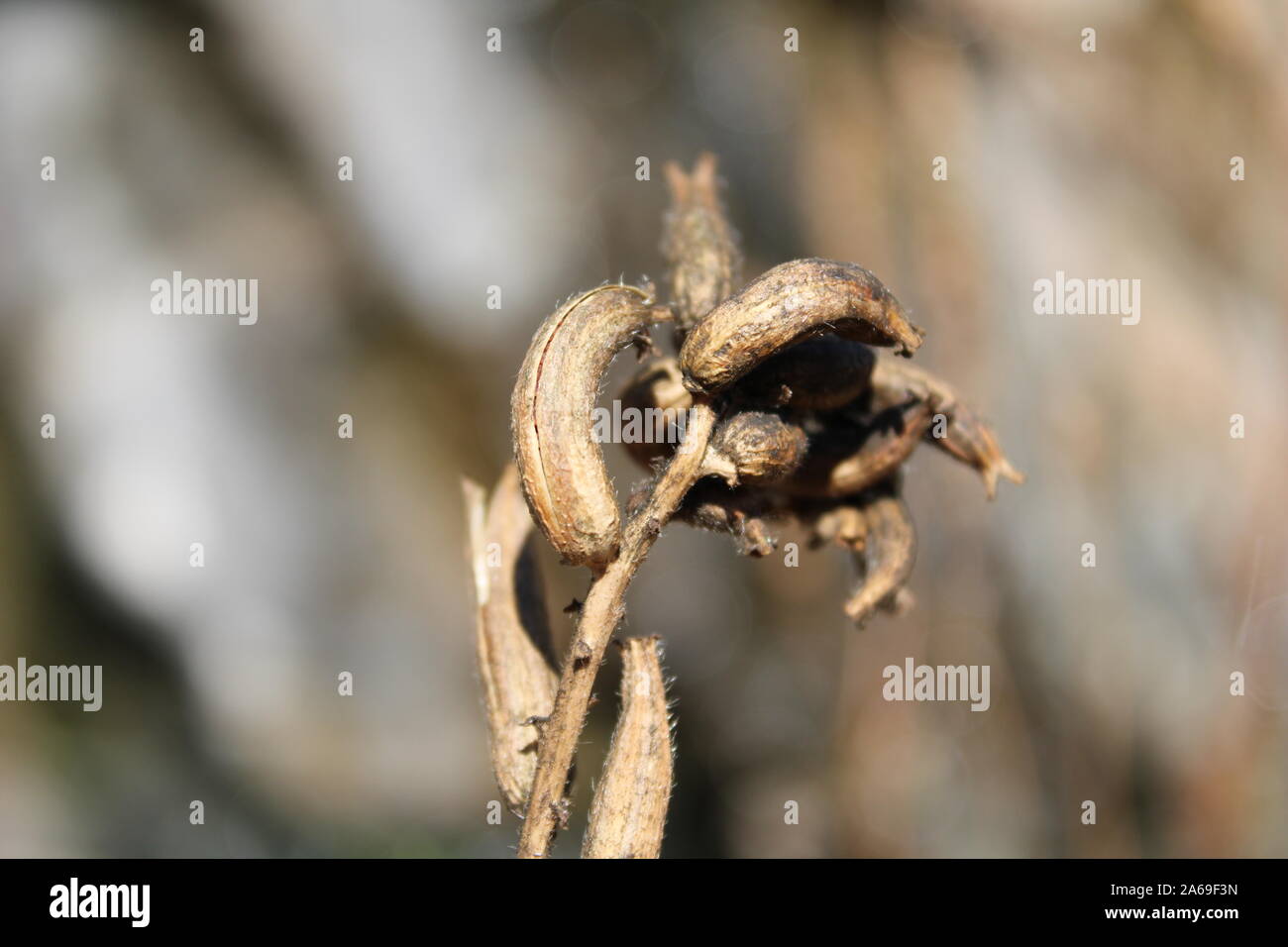 Secado de plantas silvestres con las vainas en otoño Foto de stock