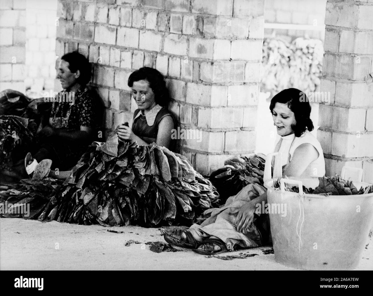 Las mujeres, procesamiento de tabaco, Italia, 60s Foto de stock