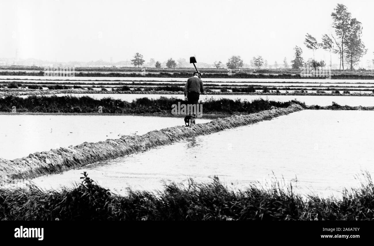 Los campos de arroz, en la provincia de Pavia, Lombardía, 1960 Foto de stock