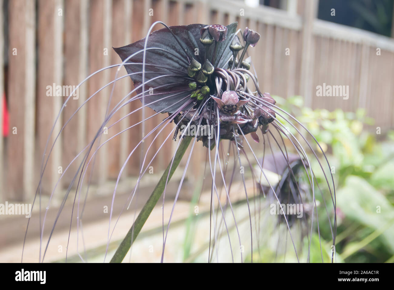 Chino negro bat flor Foto de stock