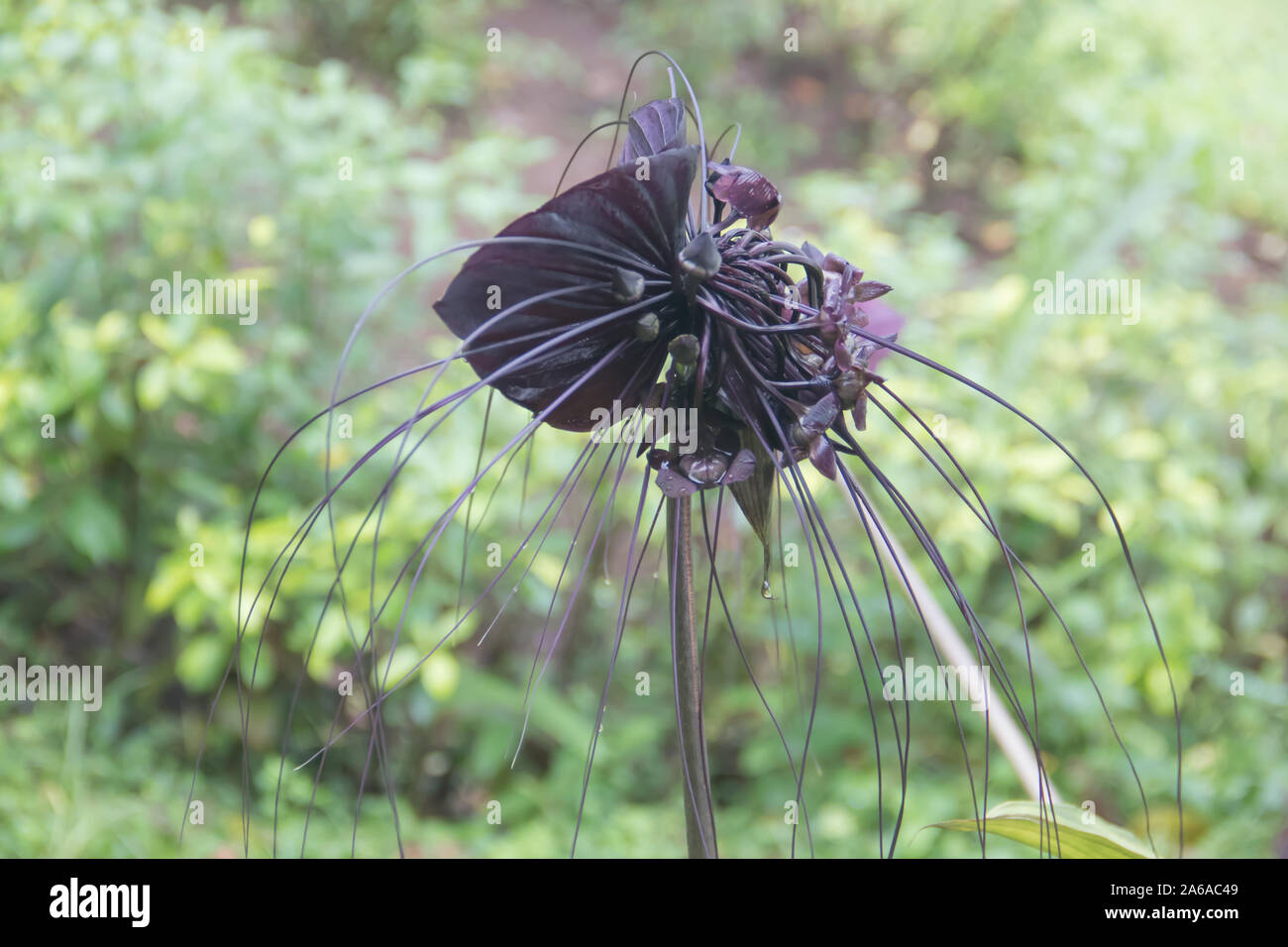 Chino negro bat flor Foto de stock