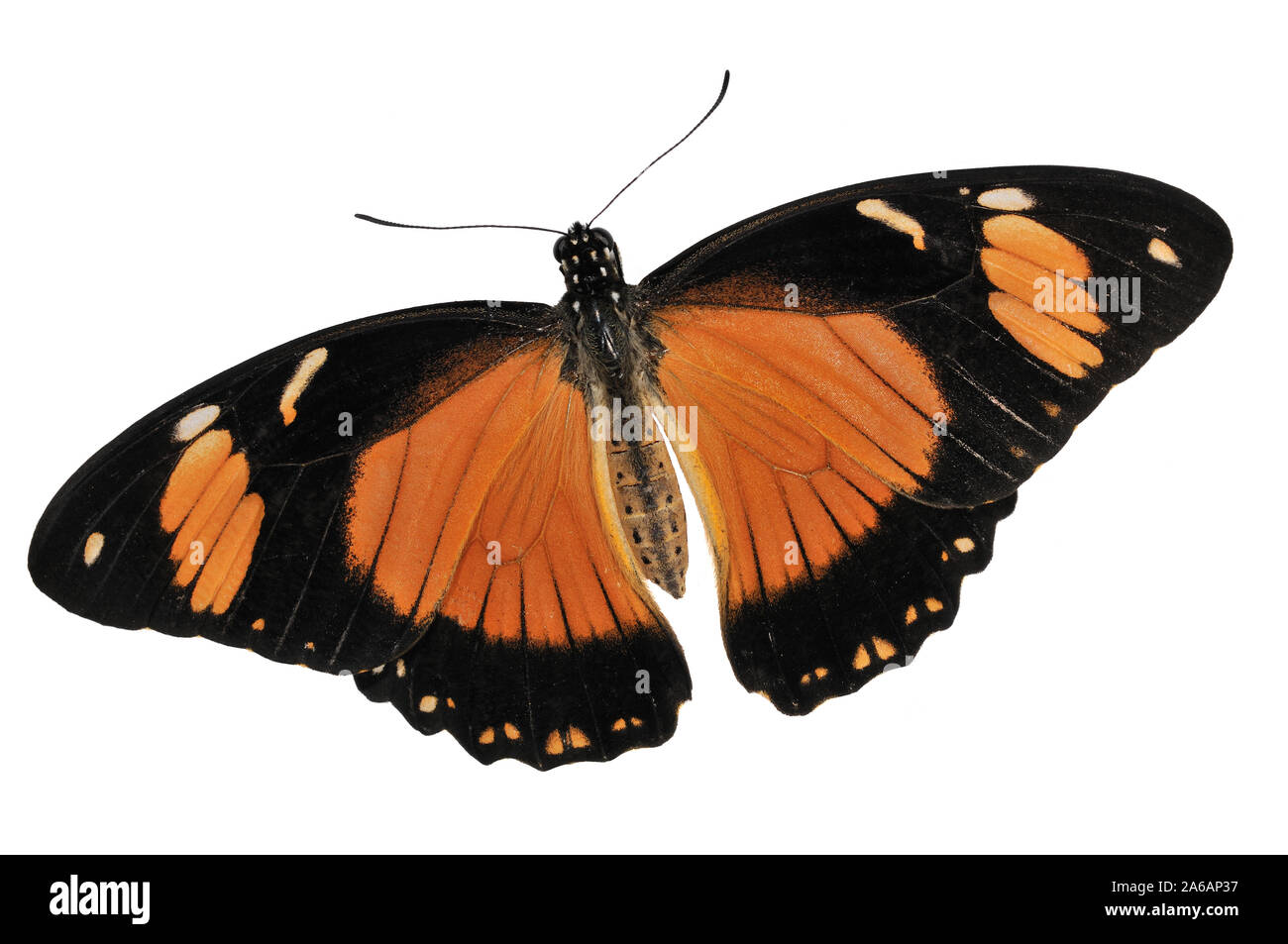 Butterfly aislado sobre fondo blanco. Foto de stock