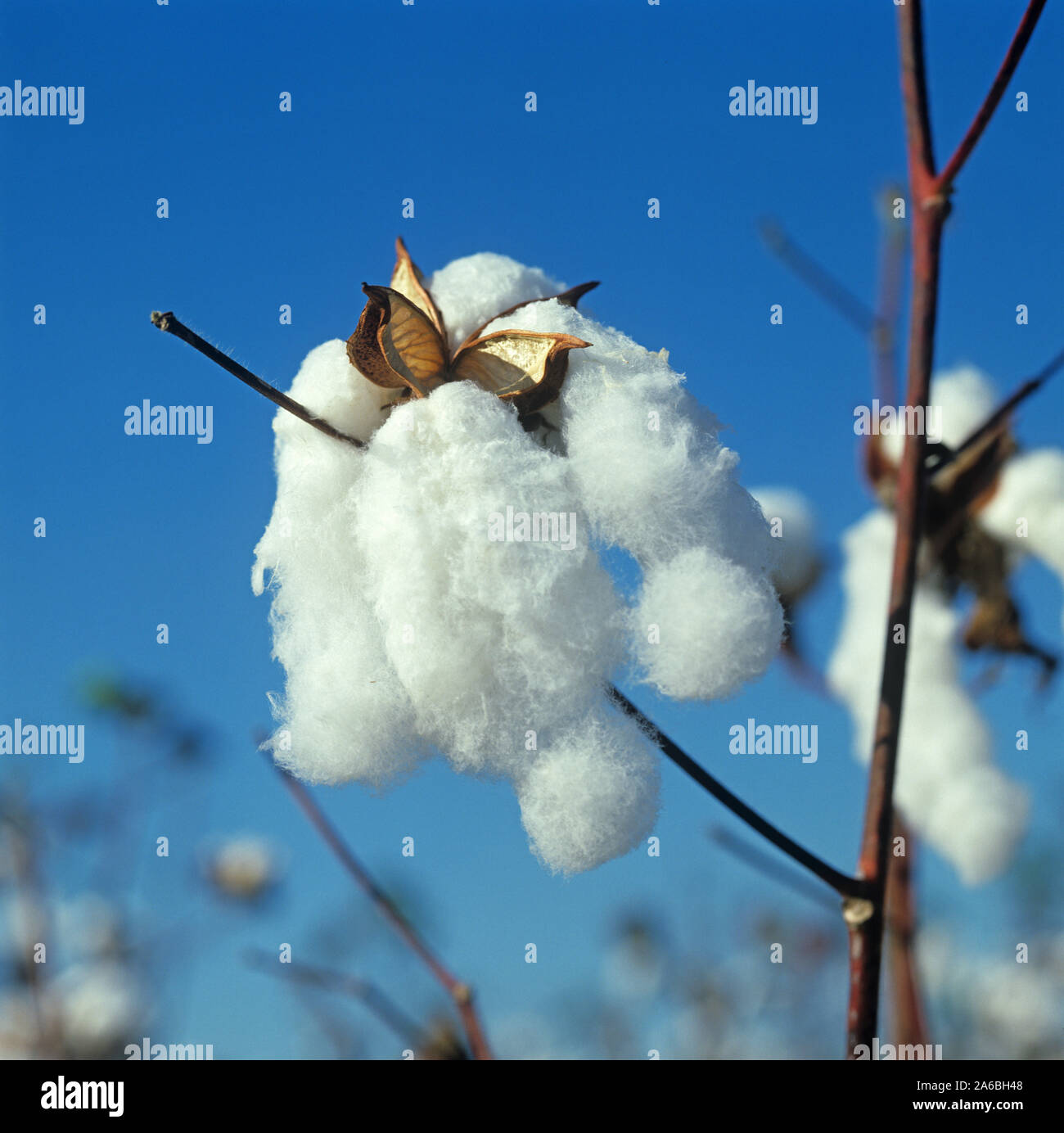 Perfecto, esponjoso, de abrir las cápsulas de algodón en el momento de recogida contra un cielo azul de Louisiana, Estados Unidos, Octubre. Foto de stock