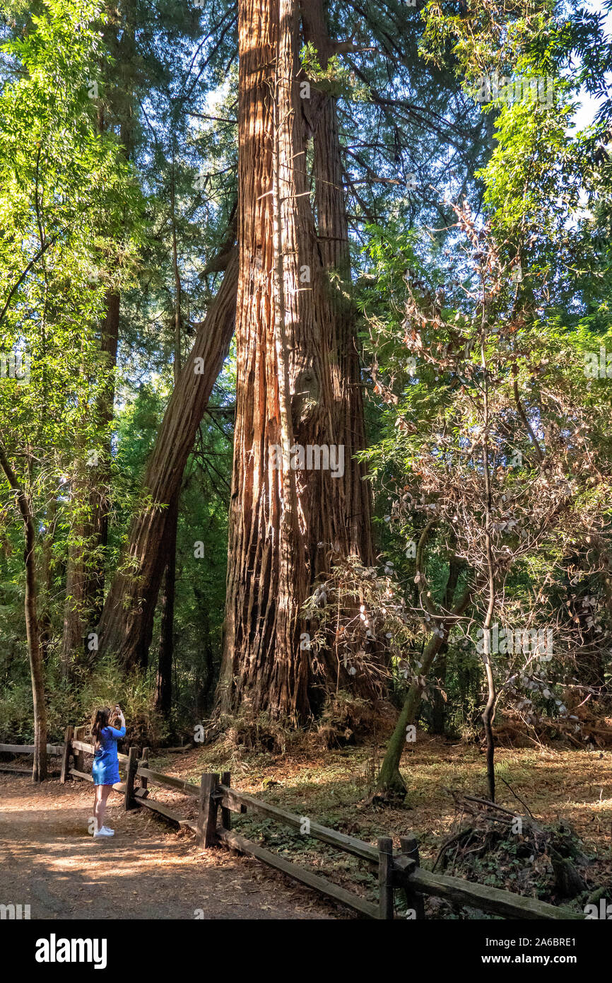 Mujer turista mirando gigantescos árboles en una arboleda en el Parque Estatal Henry Cowell Santa Cruz, California, EE.UU. Foto de stock