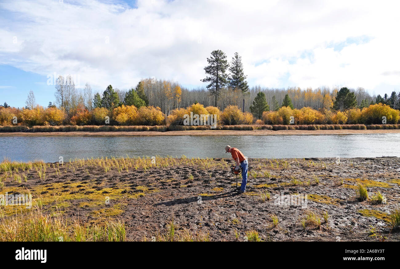 Empleados del Servicio Forestal de EE.UU. Planta juncia hierba en zonas erosionadas a lo largo de las riberas del río de Deschutes cerca de Bend, Oregon. Foto de stock