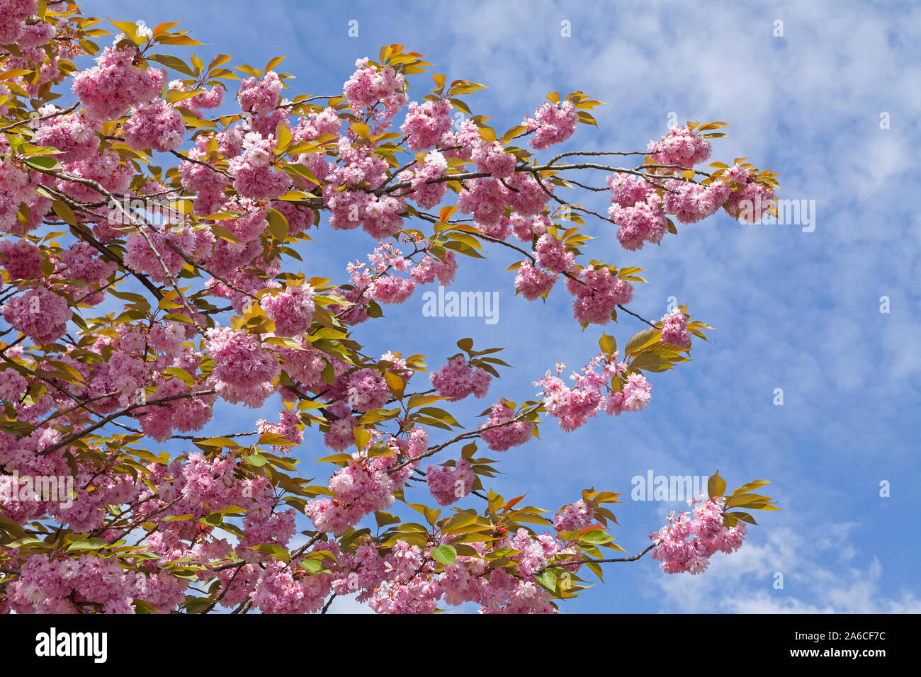 Cherry Blossom en Altes Land de Baja Sajonia, Alemania. Foto de stock