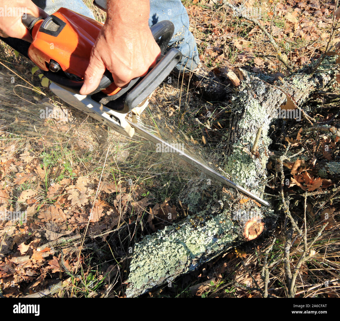 Utilizar una sierra para cortar leña Fotografía de stock - Alamy