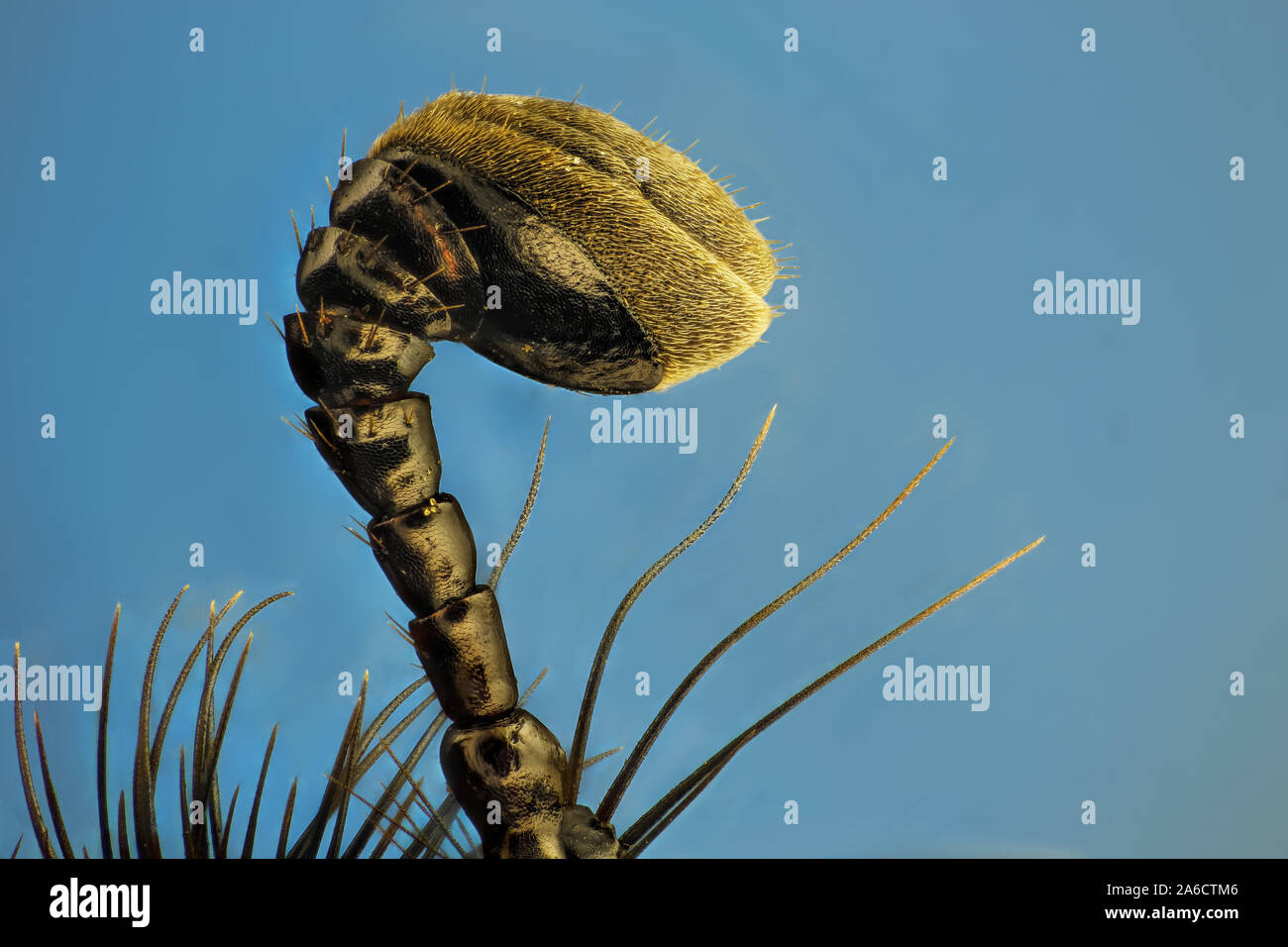 Anoplotrupes stercorosus, la dor escarabajo, es una especie de tierra-aburrida de escarabajos del estiércol. Skogstordyvel Foto de stock