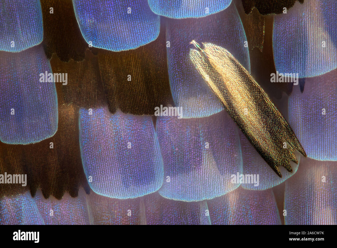 Puktörneblåvinge común, azul, Polyommatus icarus Foto de stock
