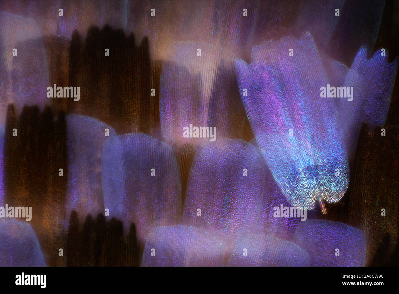 Puktörneblåvinge común, azul, Polyommatus icarus Foto de stock