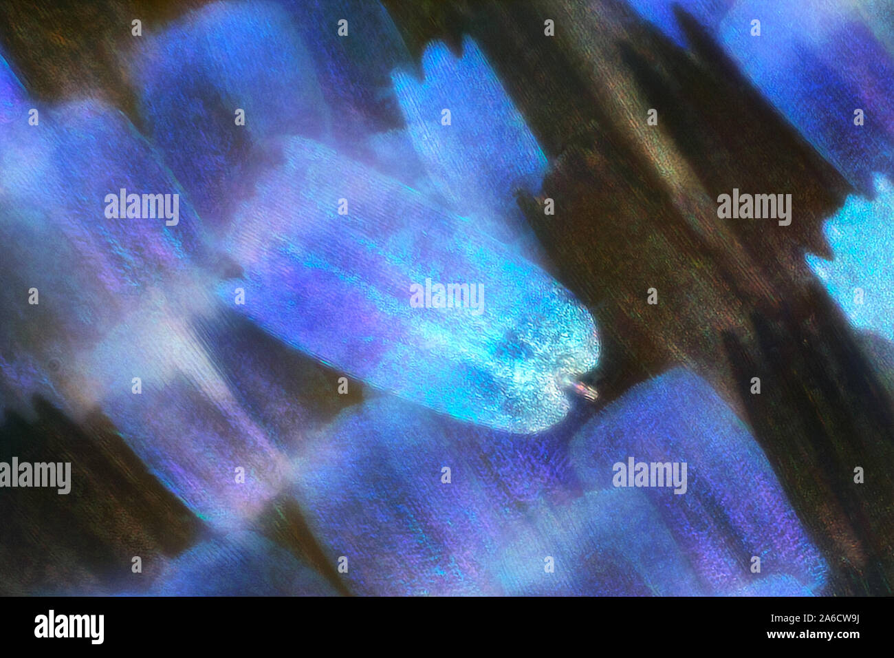 Puktörneblåvinge común, azul, Polyommatus icarus Foto de stock