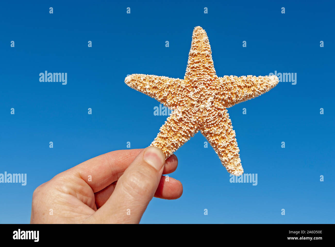 Una mano sosteniendo una estrella de mar secos. Foto de stock