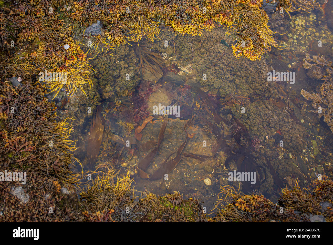 Grieta de madrilero algas Fucus vesiculosus Unido a las rocas después de la marea en la costa de la Bahía de Bantry en Cork Occidental, Irlanda Foto de stock