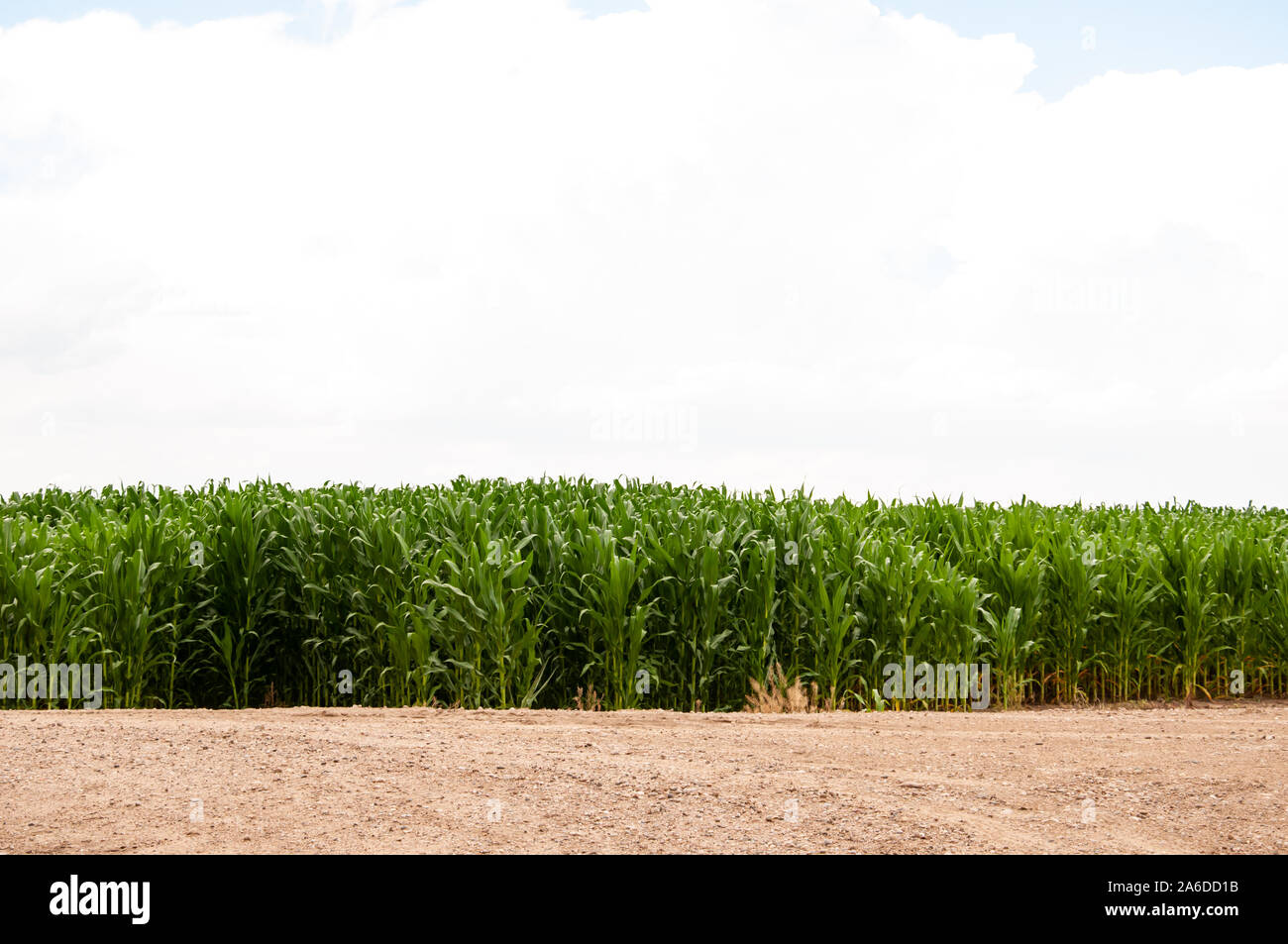 Tallos de maíz junto a un campo untilled en Colorado. Foto de stock