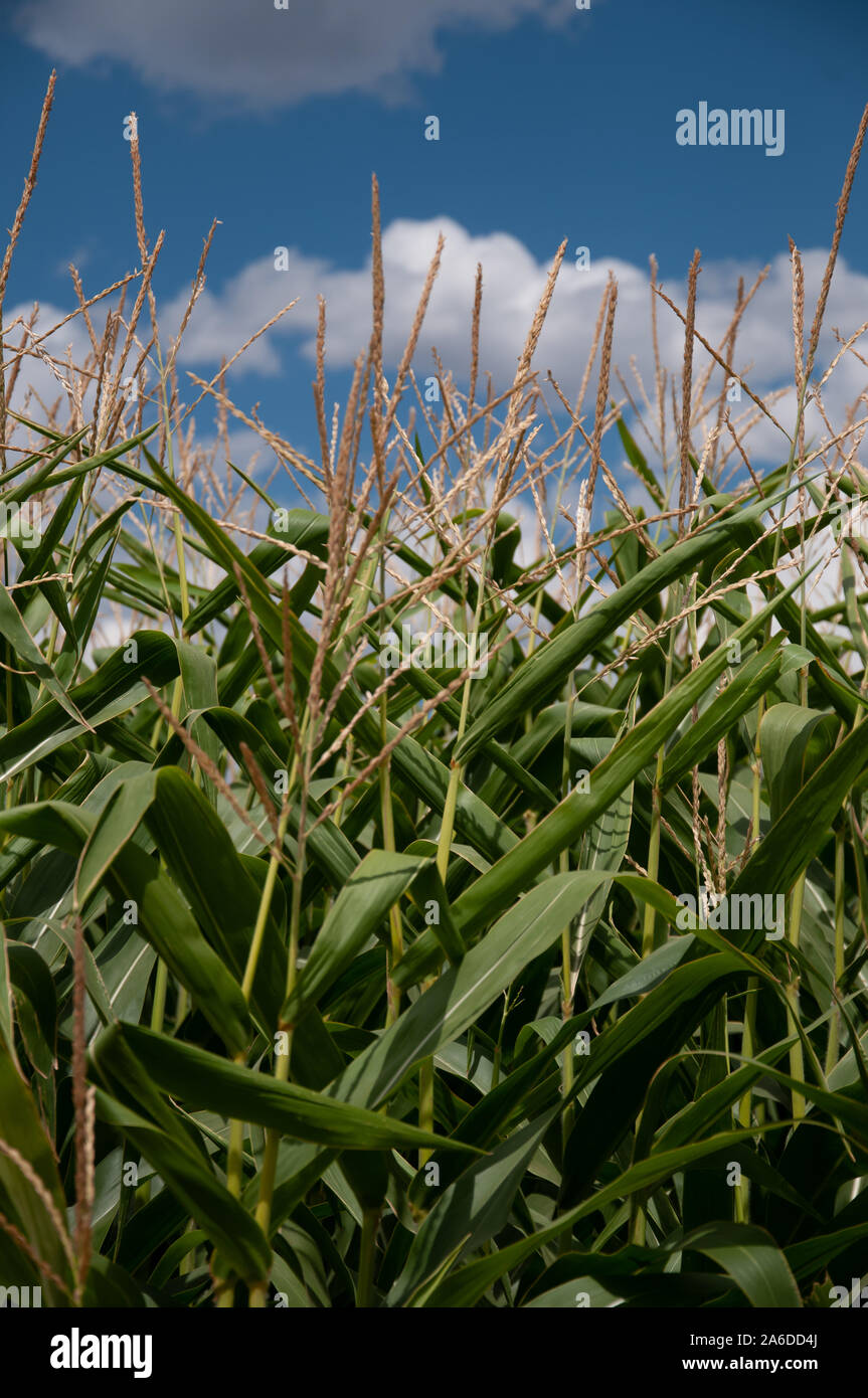 Tallos de maíz lineed bajo un hermoso cloudscape y sunshine. Foto de stock