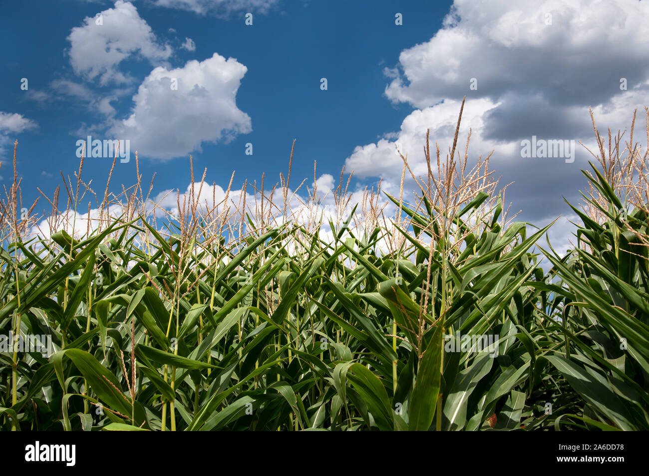 Tallos de maíz lineed bajo un hermoso cloudscape y sunshine. Foto de stock