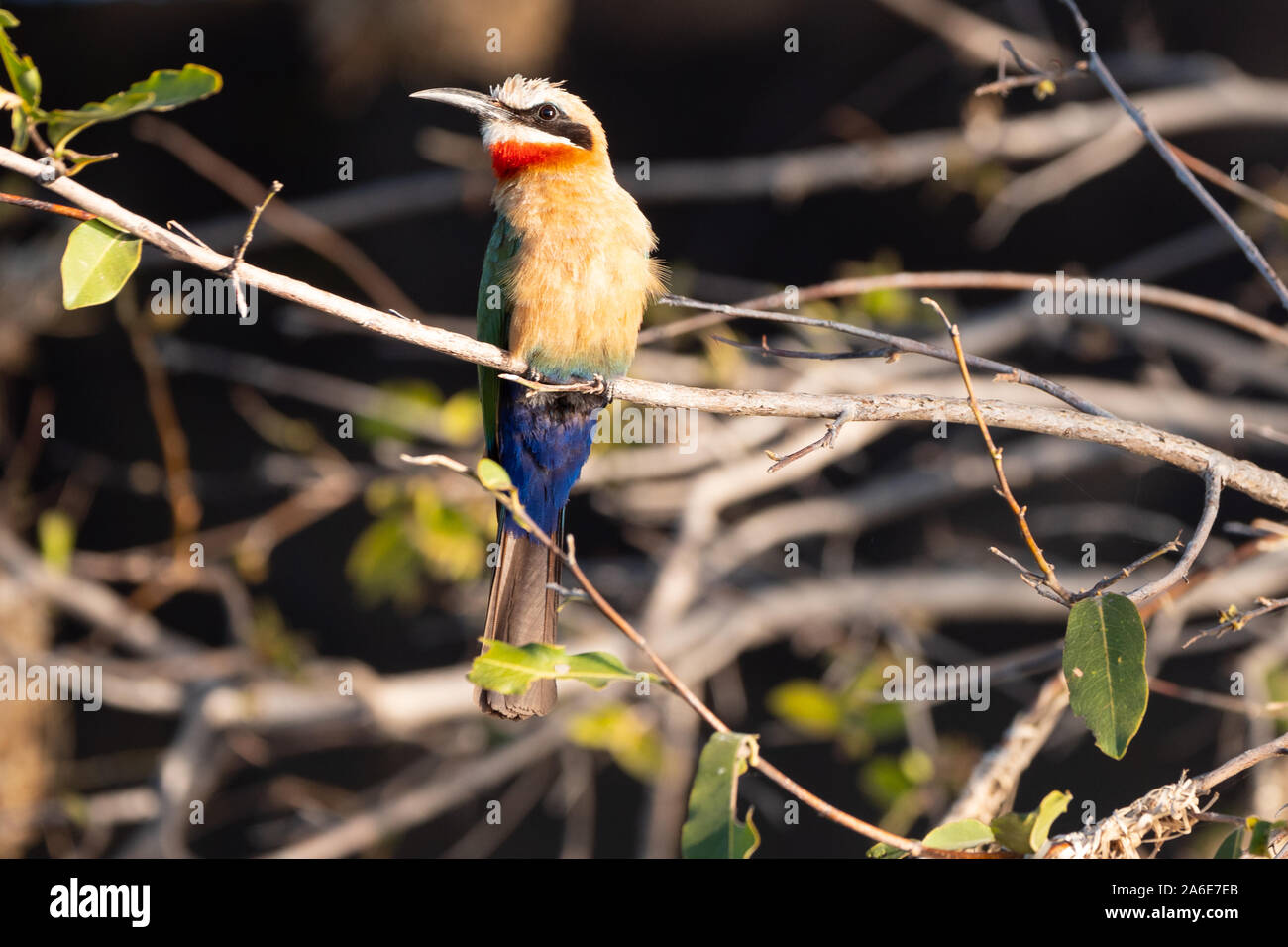 La Abeja Africana Eater pájaro sentado en una rama en el río Okawango, Namibia, África Foto de stock