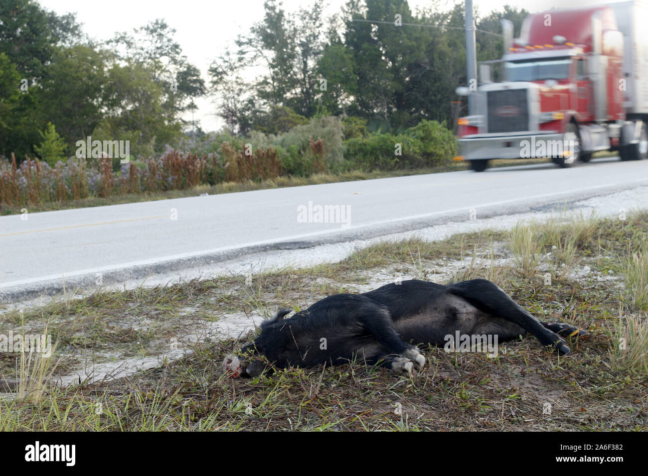 Noviembre 2013 - Dead cerdo salvaje al lado de la autopista de Florida Foto de stock