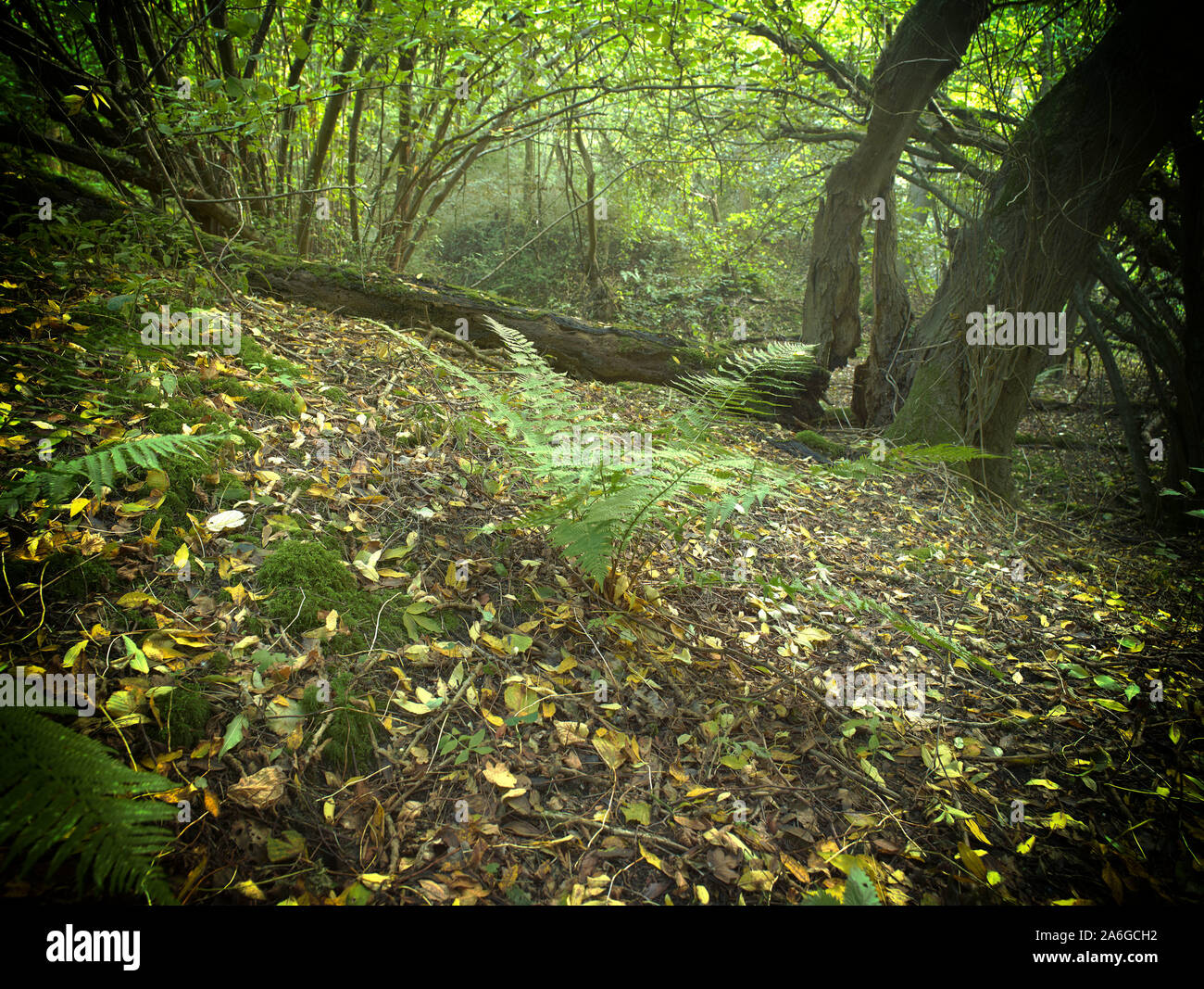 Bosques naturales, paisajes en otoño en inglés Fotografía de stock Alamy