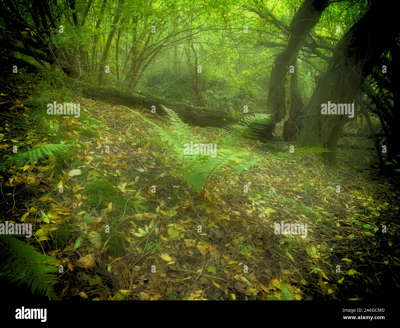 Bosques naturales, paisajes en otoño en inglés Fotografía de stock Alamy