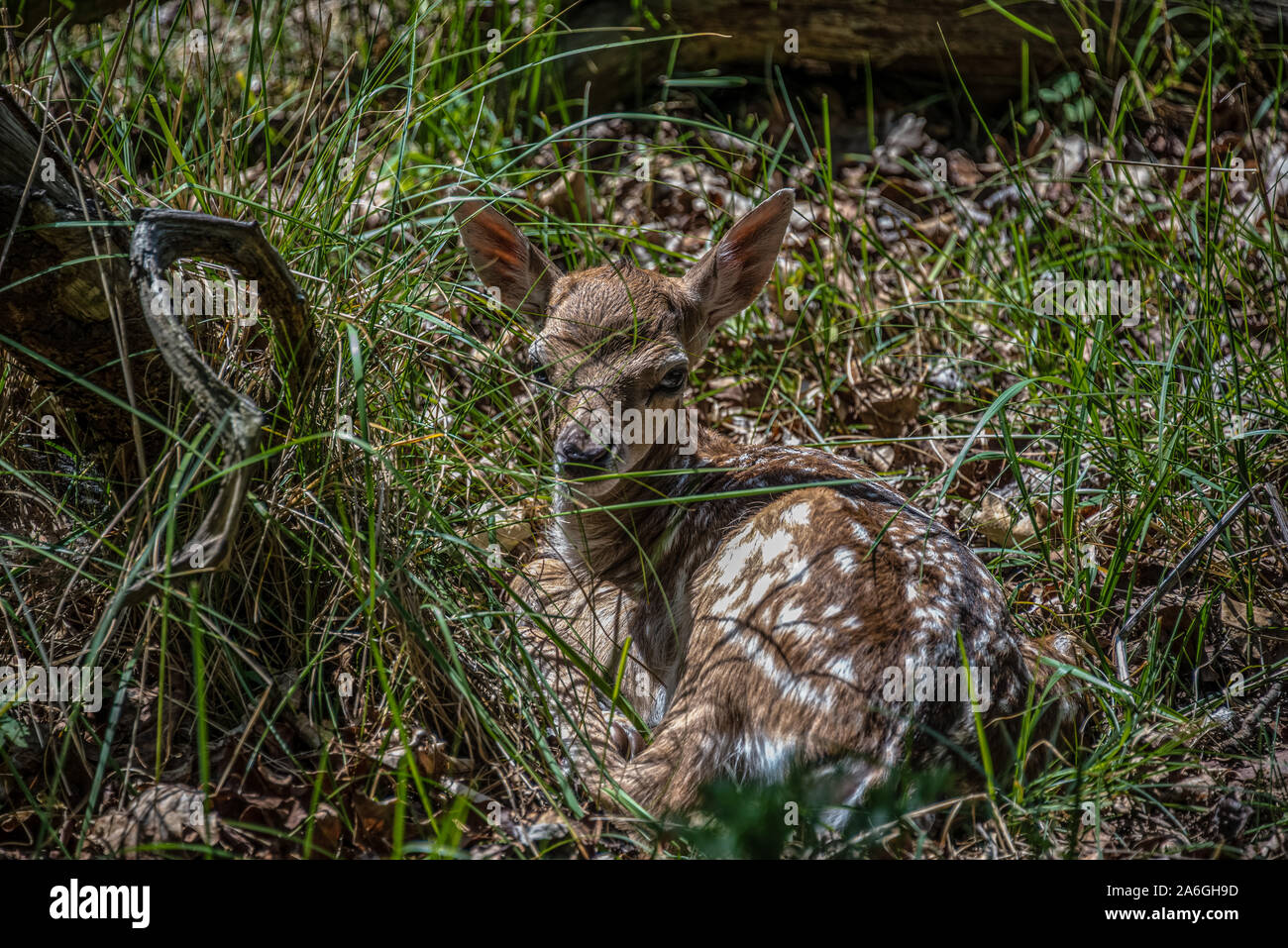 Venado bebé durmiendo despertando recostada en la hierba en la madera Foto de stock