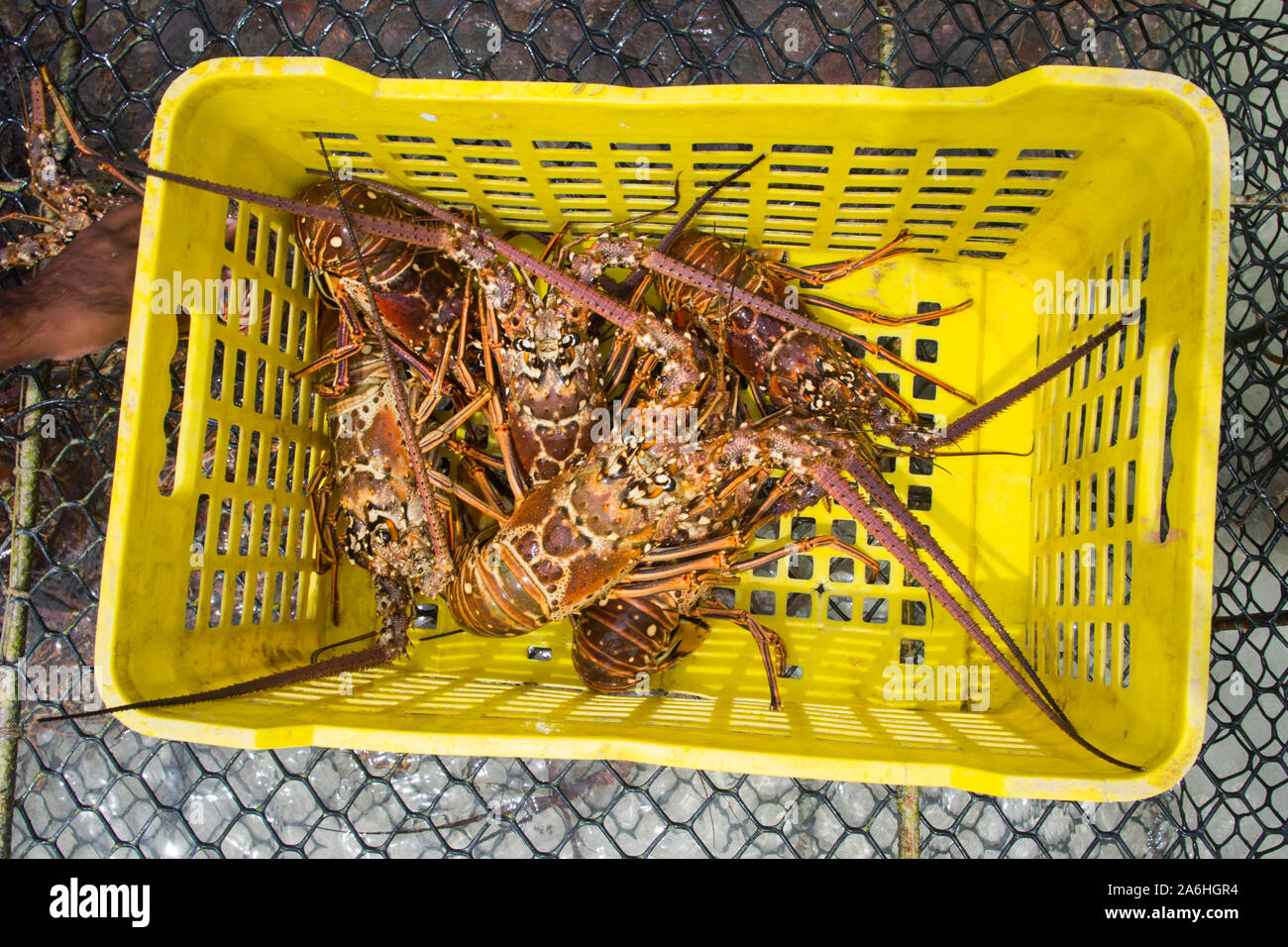 La temporada de la langosta del caribe langosta recién capturados