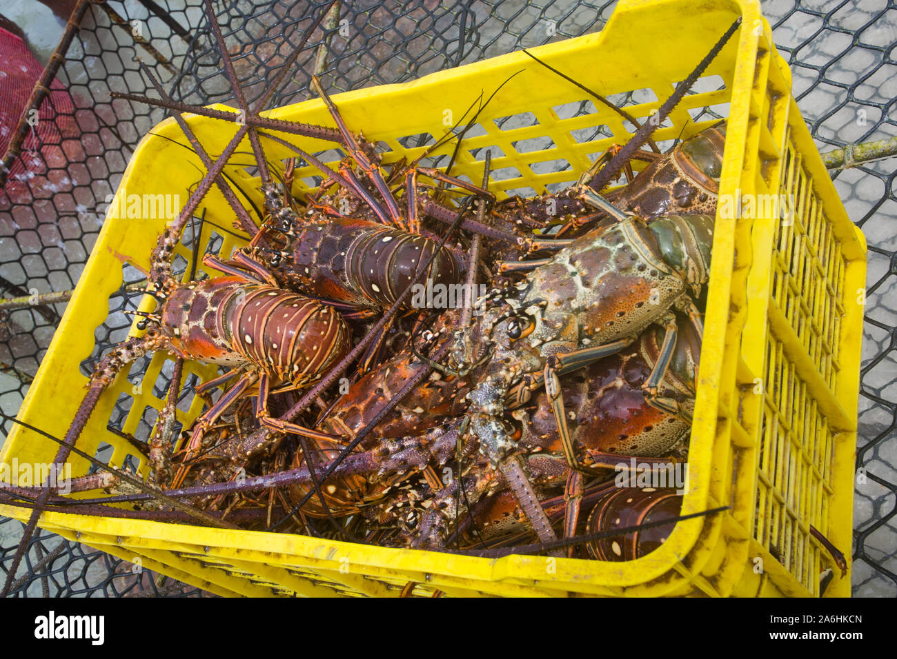 La temporada de la langosta del caribe langosta recién capturados