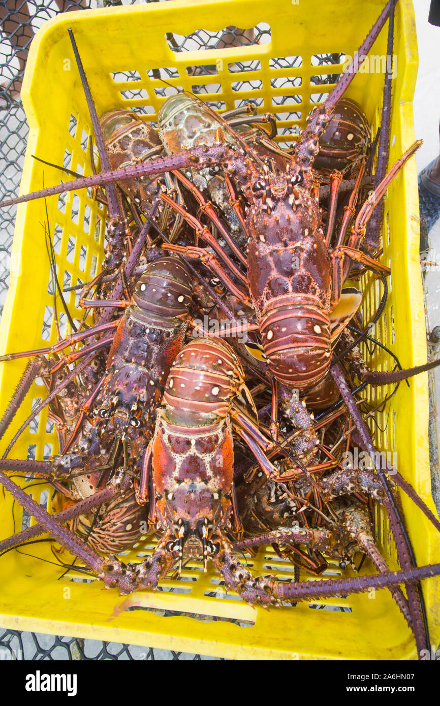La temporada de la langosta del caribe langosta recién capturados