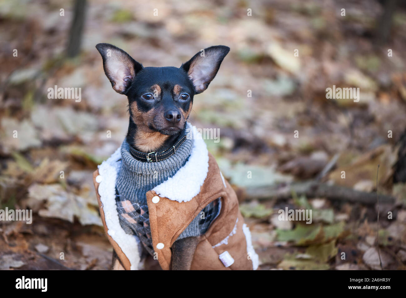 Perro terrier, un juguete, un elegante vestido perrita en un suéter y un  abrigo de oveja, con el telón de fondo de finales de otoño. Ropa para perros  Fotografía de stock -