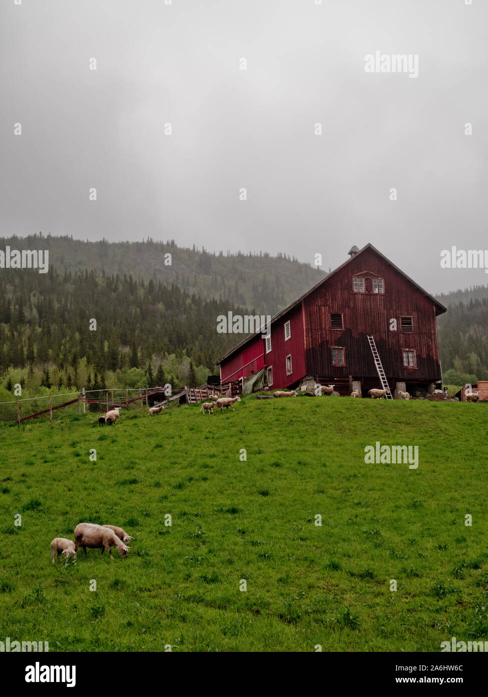 Típico de la vieja granja con ovejas en Noruega. Casa de color rojo. Foto de stock
