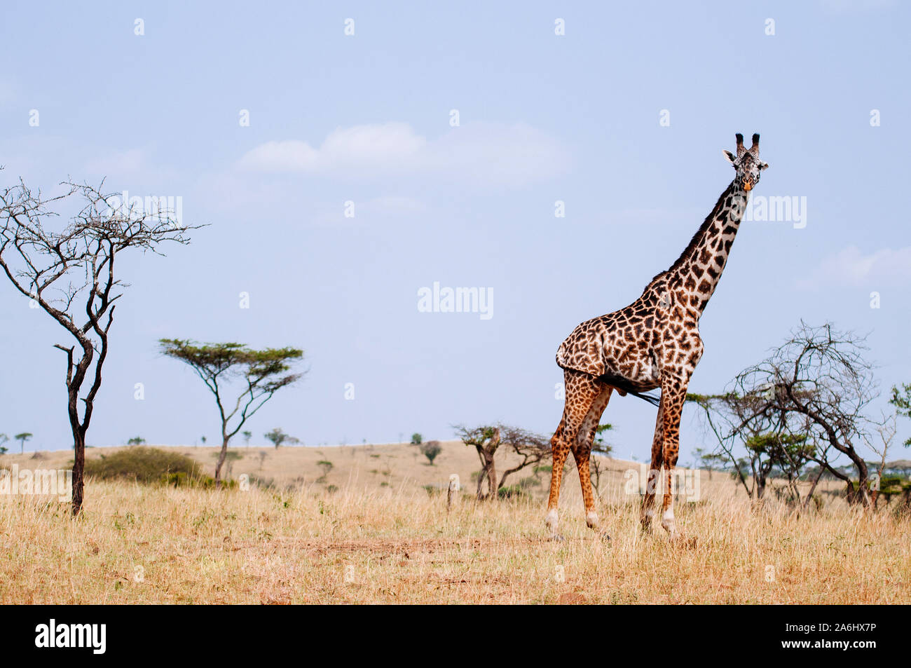 Giraffe caminar en el campo de hierba dorada de Serengeti Grumeti reserva bosque de sabana africana - Tanzania Safari viaje vida silvestre durante la gran migración Foto de stock