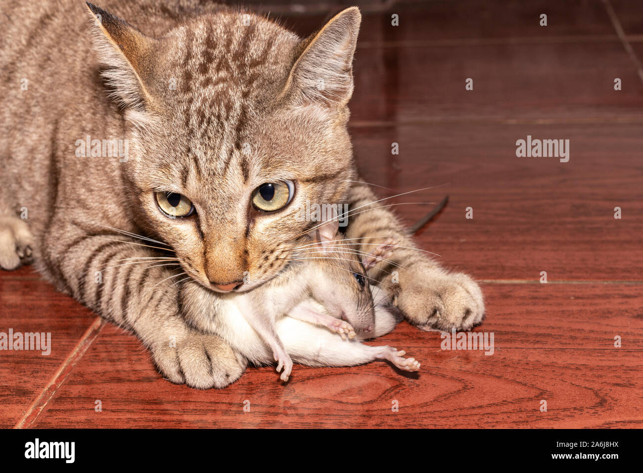 Gato comiendo rata fotografías e imágenes de alta resolución - Alamy