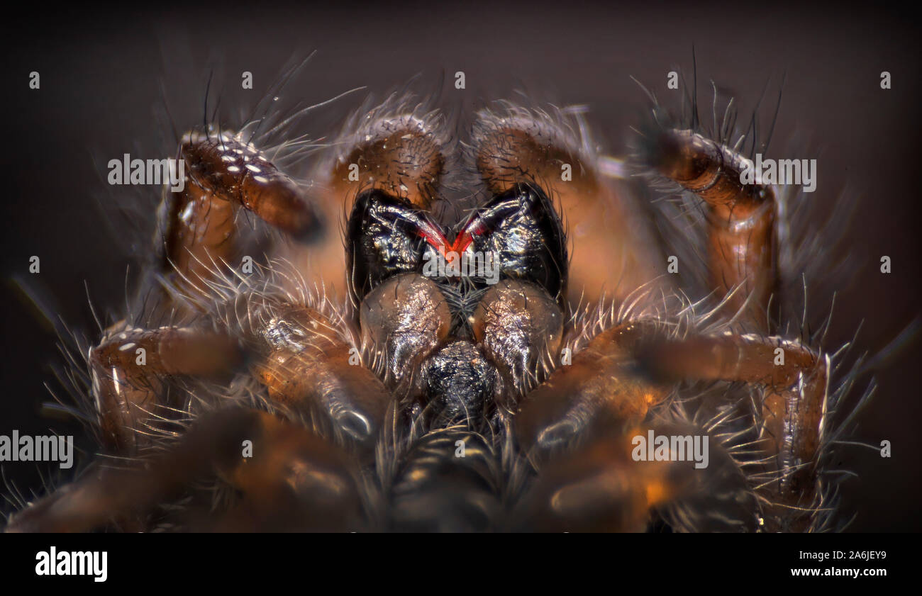 Cebra (Salticus scenicus back spider) vista ventral mostrando colmillos Foto de stock