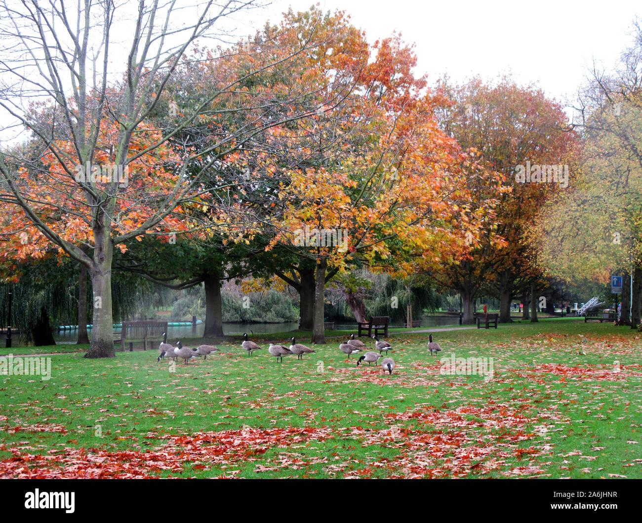 Bedford, Reino Unido. 26 Oct, 2019. Los gansos de Canadá entre los colores del otoño en el terraplén del río Ouse, el sábado 26 de octubre de 2019 Créditos: KEITH MAYHEW/Alamy Live News Foto de stock