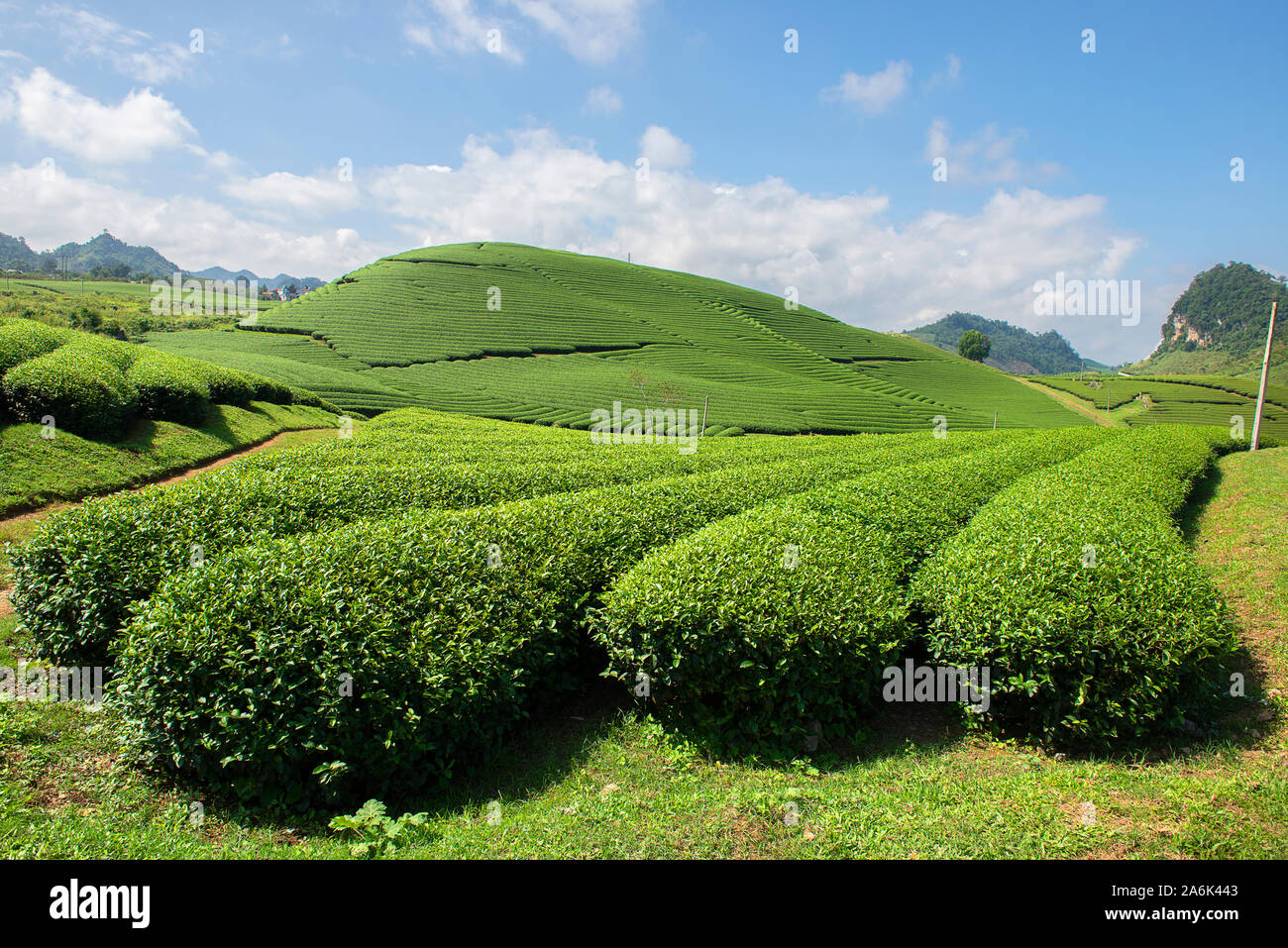 El té verde terraza campos de Moc Chau, al noroeste de Vietnam Foto de stock