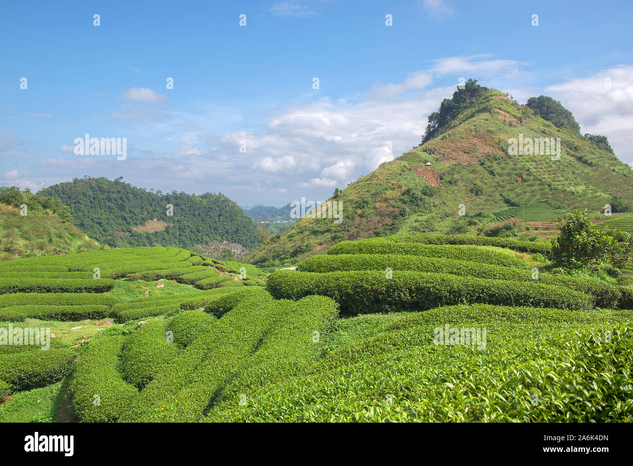 El té verde terraza campos de Moc Chau, al noroeste de Vietnam Foto de stock