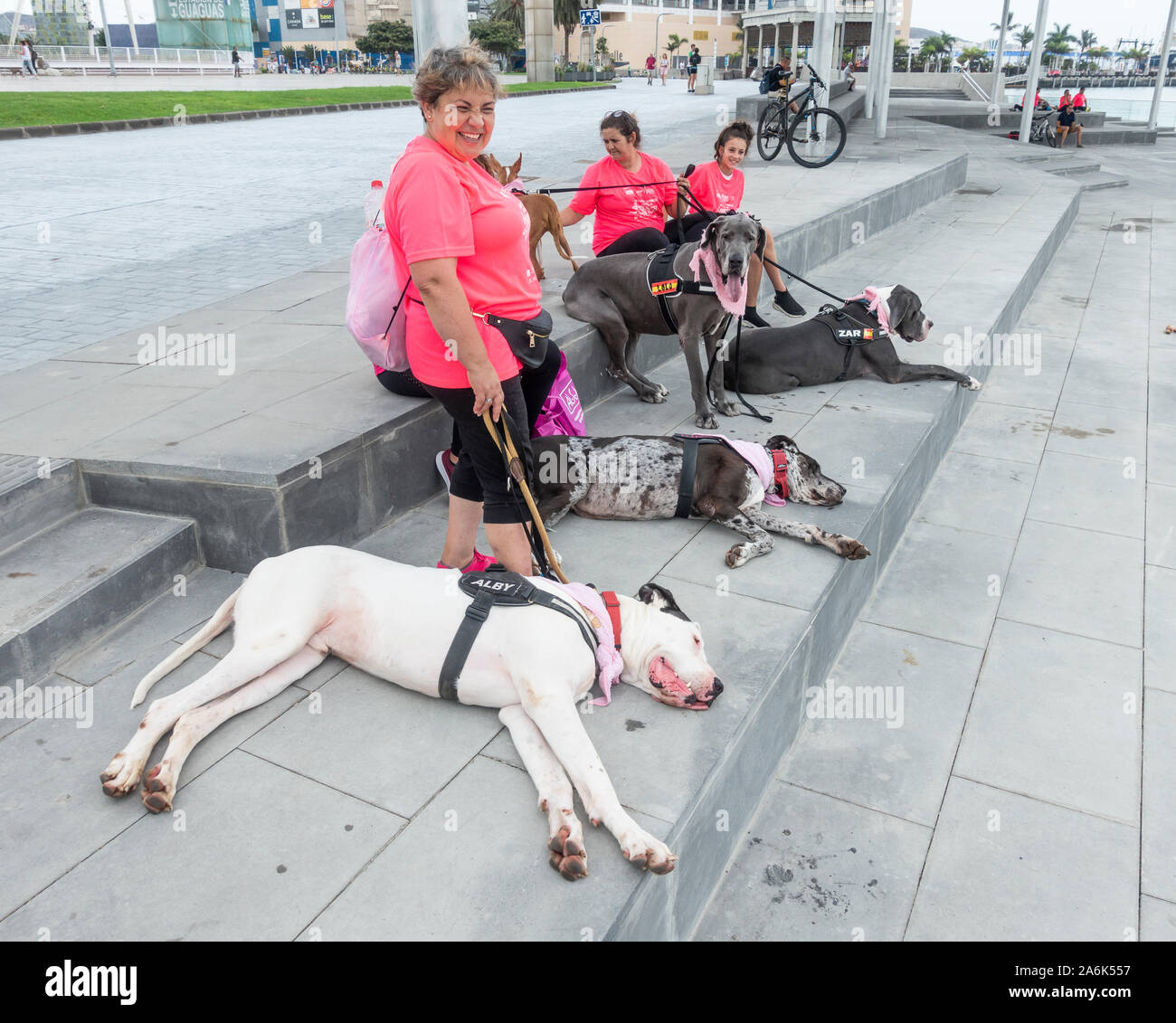 Perro negro con ojo herido en Plaza España. Visto el sábado