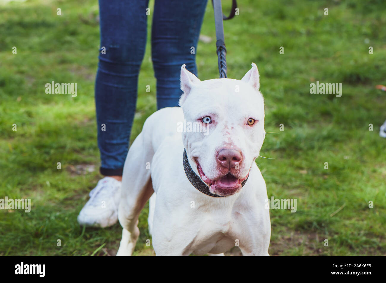 Pitbull blanco con ojos de diferentes colores, exhibición de perros,  Staffordshire Terrier perro con los propietarios Fotografía de stock - Alamy