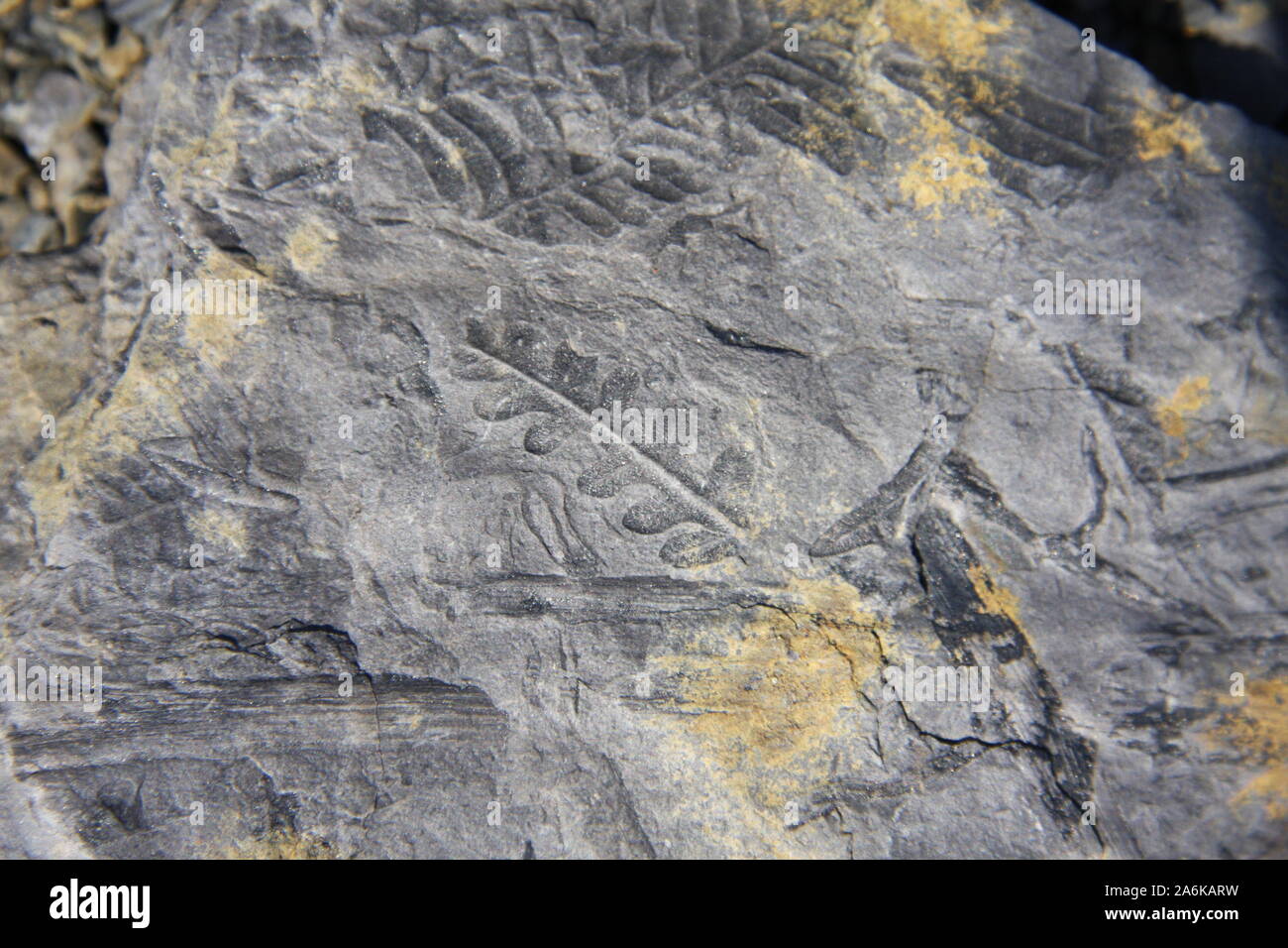 Fósil de pizarra en una sola pieza Fotografía de stock - Alamy