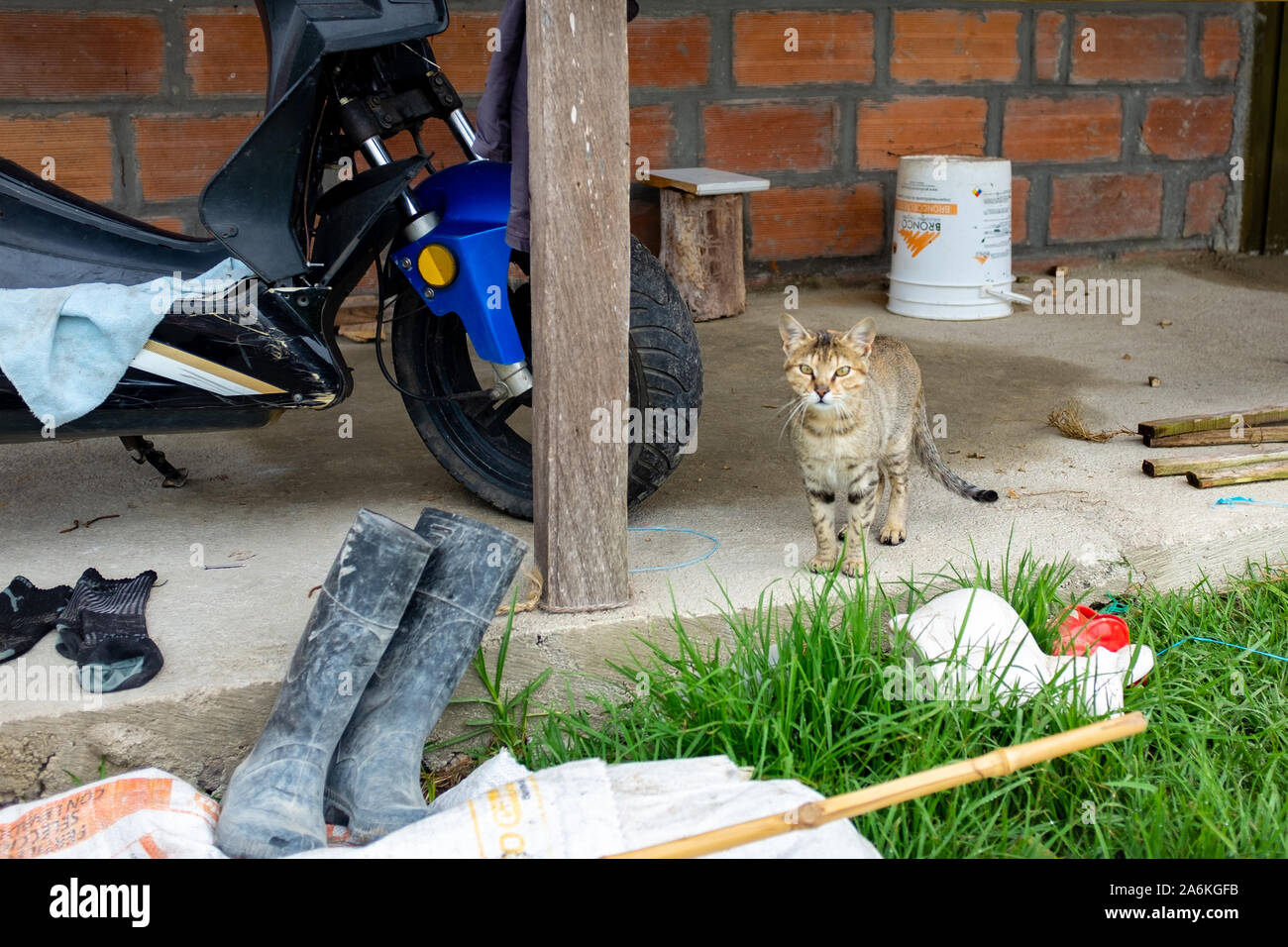 El gato con botas fotografías e imágenes de alta resolución - Alamy
