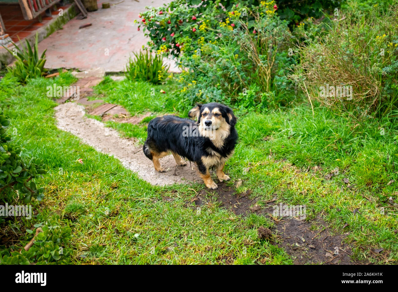 Perro con las patas cortas con los ojos cerrados, parece suspiro Foto de stock