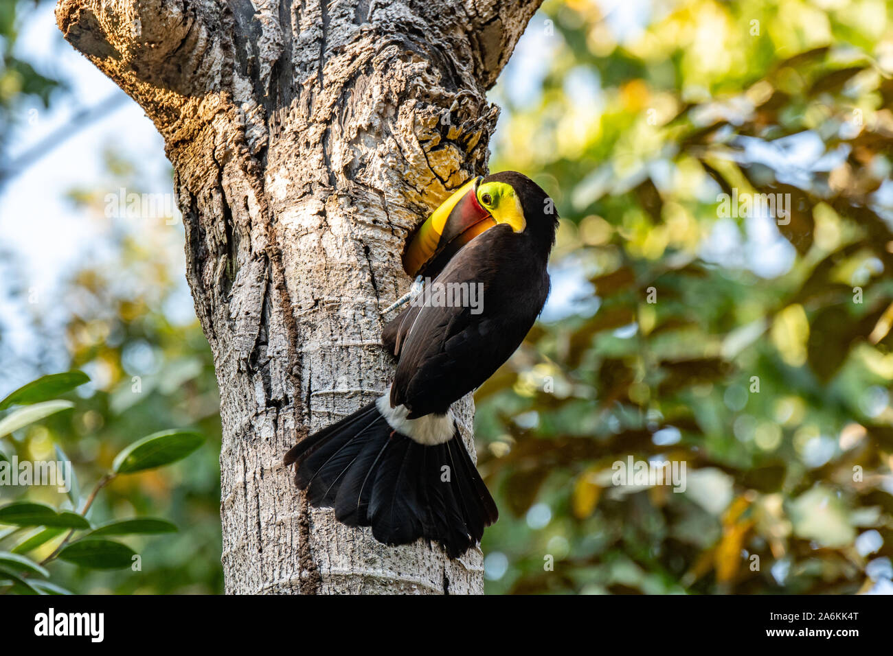 Un color amarillo-throated Tucán caza en un árbol ahuecado Foto de stock