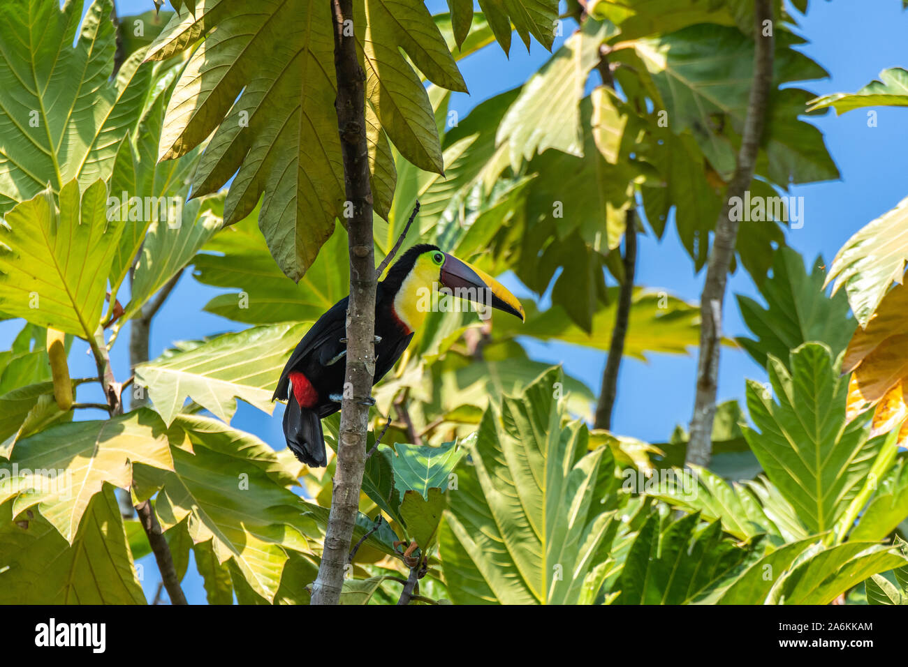 Un color amarillo-throated Tucán en el dosel del bosque tropical de América Central Foto de stock