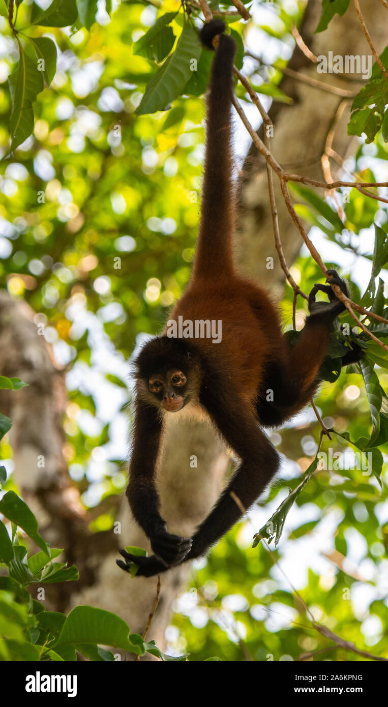 A Geoffroy de mono araña en Costa Rica Foto de stock