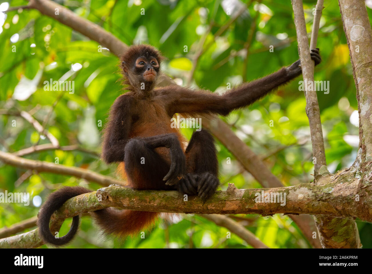 A Geoffroy de mono araña en Costa Rica Foto de stock