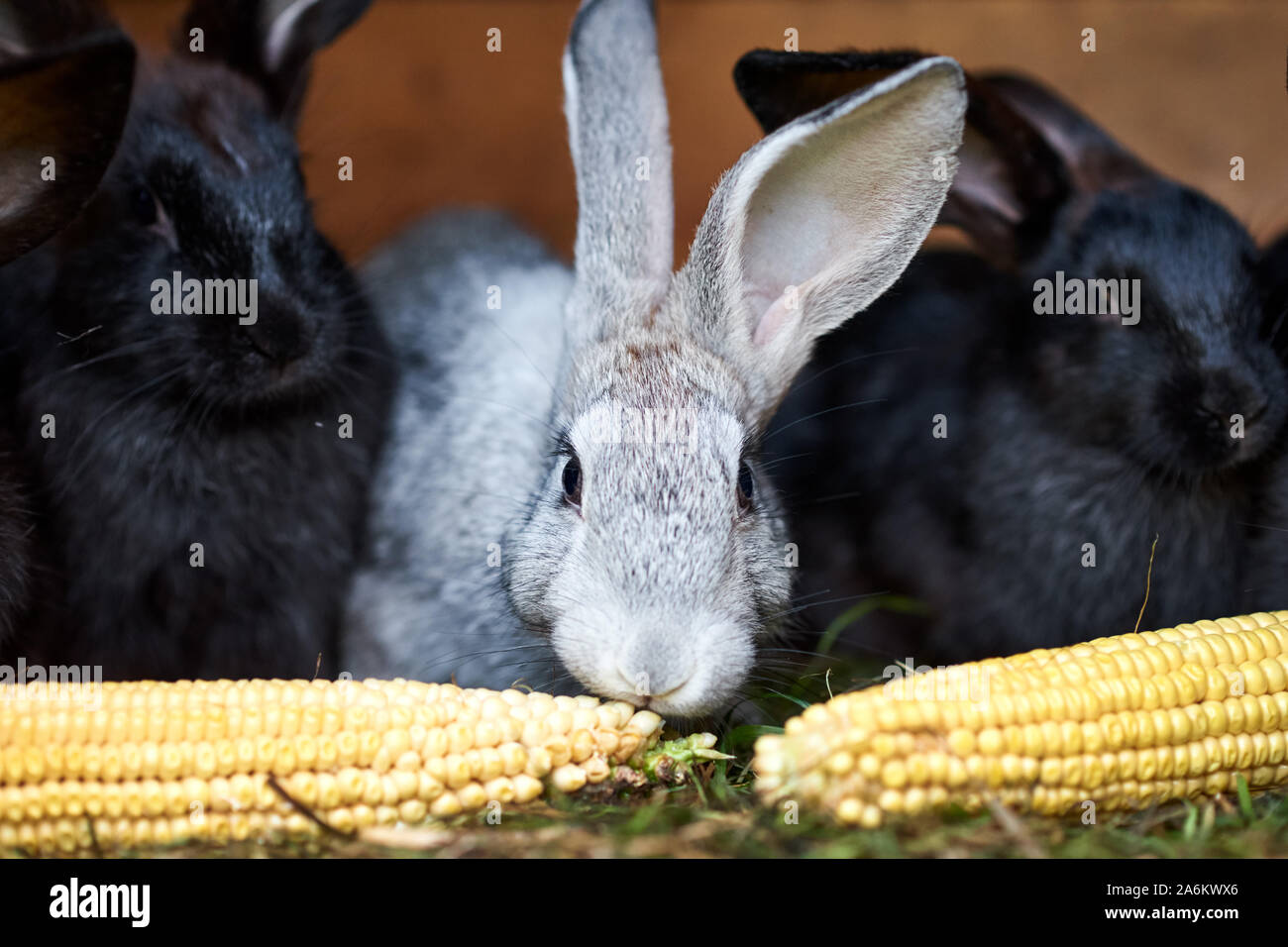 Conejos de conejo de cola de algodón fotografías e imágenes de alta  resolución - Página 4 - Alamy